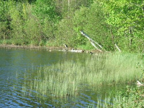 Healthy native plant community in a naturally fluctuating inland lake.