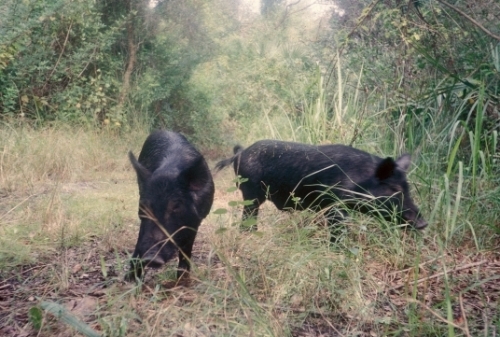 feral swine