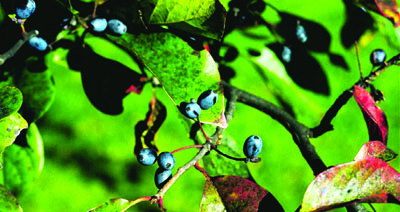 Nyssa sylvatica leaves and fruit