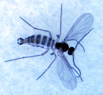 Fungus gnat