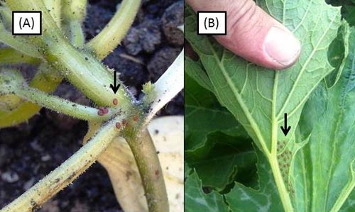 Squash vine borer eggs