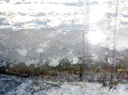 Ice sheet on Poa annua