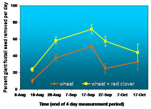 Foxtail seeds graph