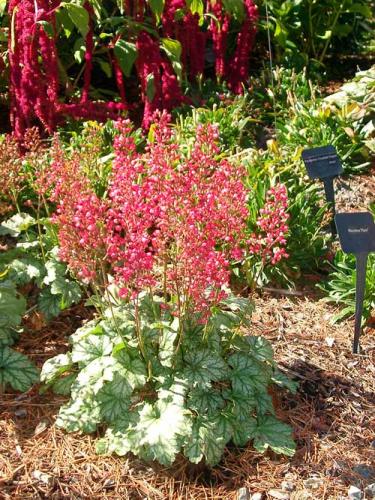 Heuchera or coral bells