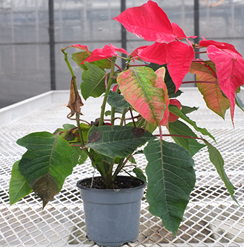 Poinsettia untreated