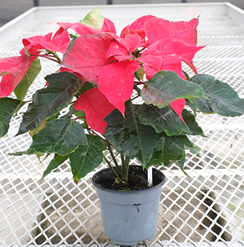 Poinsettia treated