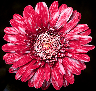 Powdery mildew on daisy