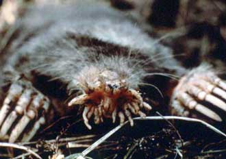 Star-nosed mole