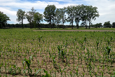 sandhill damage