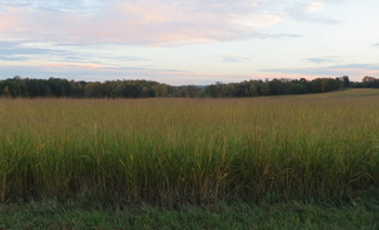 Switchgrass field