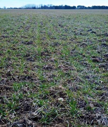 No-till wheat