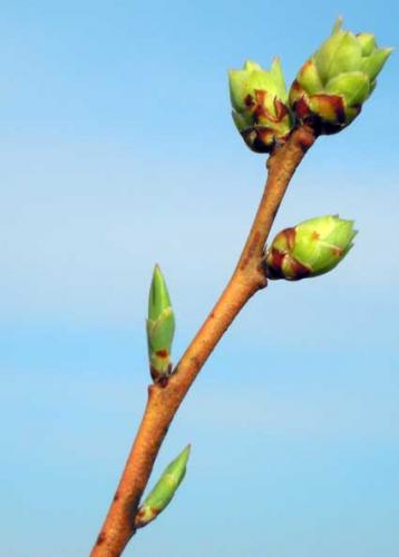 Bud burst