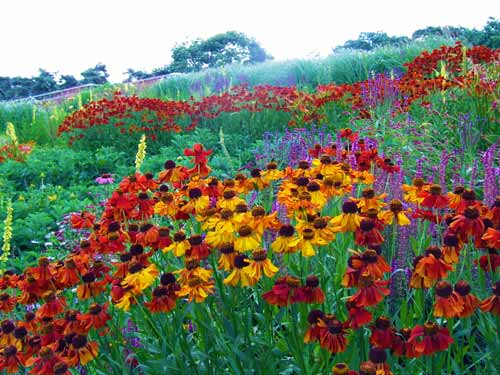 Sneezeweed