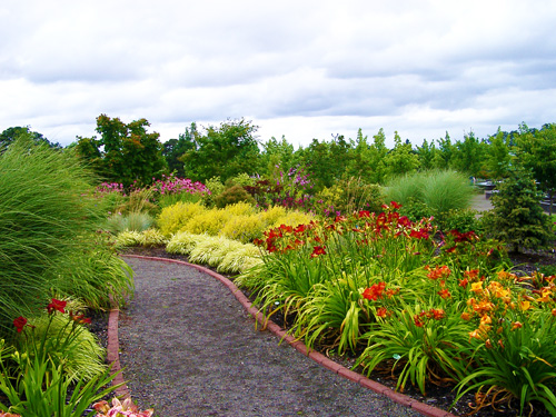 Newly divided daylilies