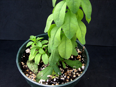 Calibrachoa infected with Thielaviopsis