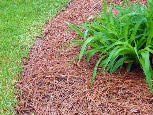 Pine straw mulch