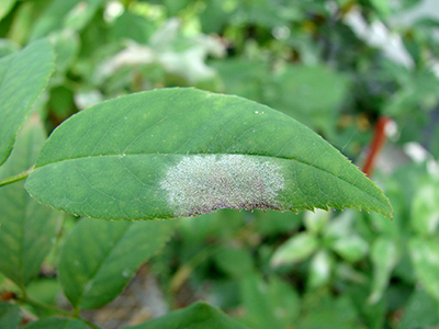 Powdery mildew on rose