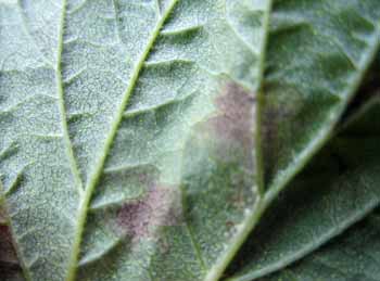 Downy mildew sign