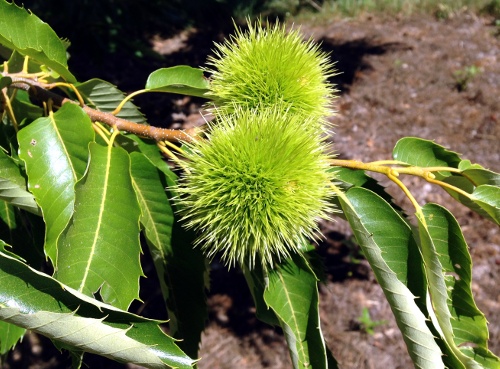 Chestnuts