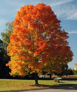 Arboretum maple