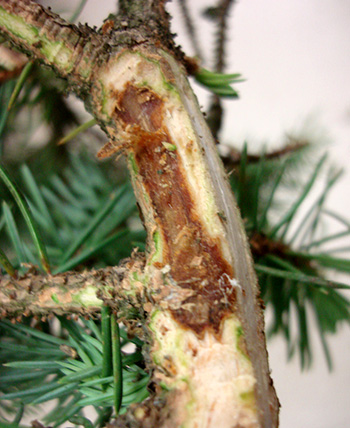 Phomopsis canker on branch