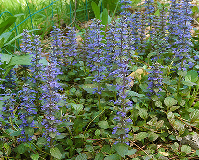 Ajuga