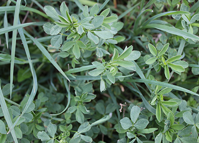 Alfalfa