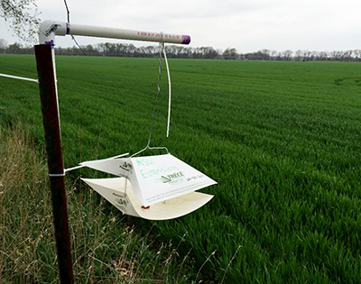 Armyworm trap