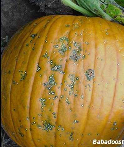 Bacterial leaf spot