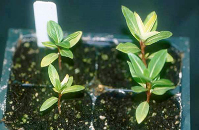 Black root rot on vinca