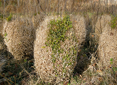 Boxwood blight on boxwood plants