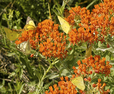 Butterfly milkweed