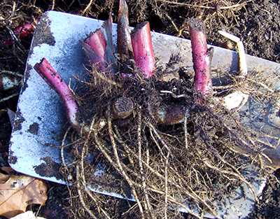 Canna storage