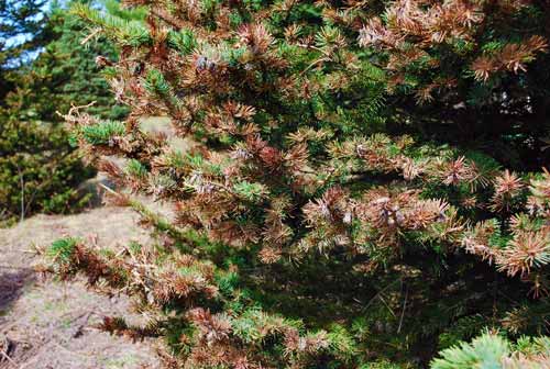 Spruce gall midge damage