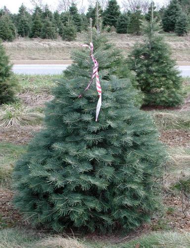 Concolor fir