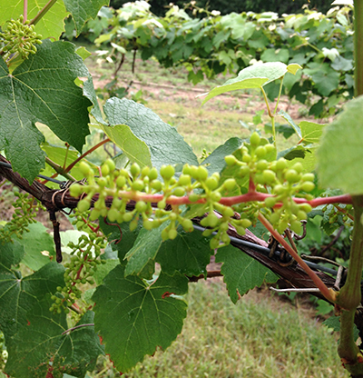 Grape berry development