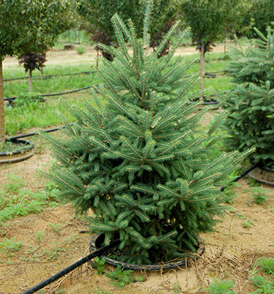 A container-grown Christmas tree.