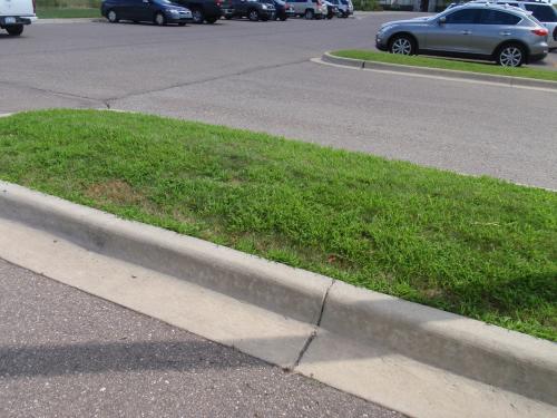 crabgrass in median