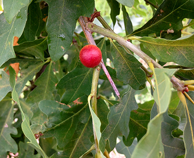 Cynipid galls