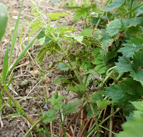 Downy mildew on hop