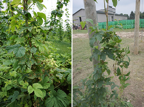 Lateral (left) and terminal (right) buds infected with downy mildew.