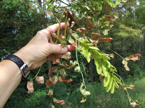 Locust Leaf Miner damage to Black Locust foliage. 