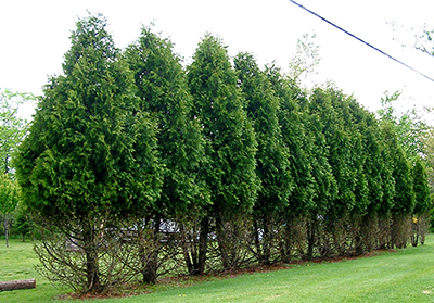 Deer damage to arborvitae