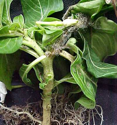 Aerial stem blight