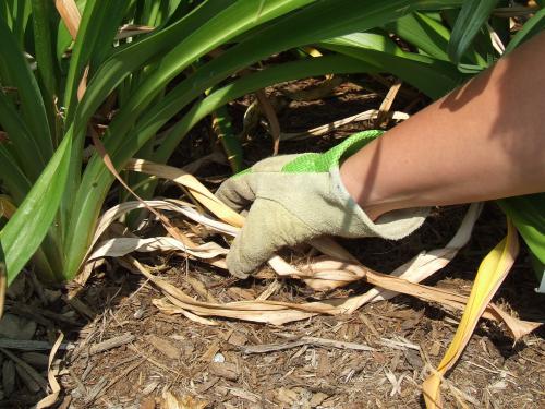 Retired leaves are best removed by gently tugging them out.