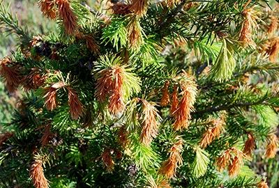 frost damage on douglas fir