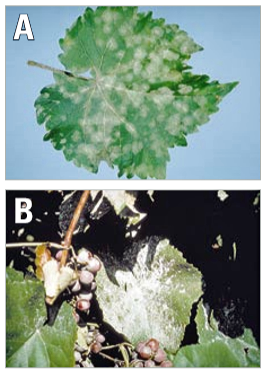 Powdery mildew on a leaf.