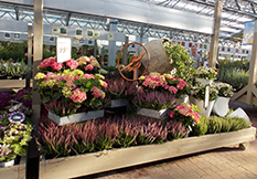 Flowers in a garden center