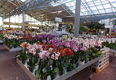 Flowers in a garden center