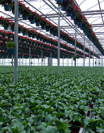 Greenhouse plants